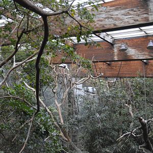 Painted Stork - Jungle World 031215