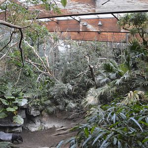 Malayan Tapir - Jungle World 031215