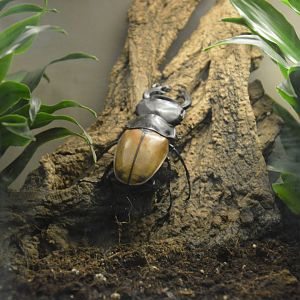 Giant Yellow Stag Beetle - Jungle World 031215
