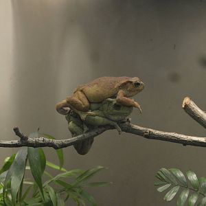 Asian Tree Toad - Jungle World 031215