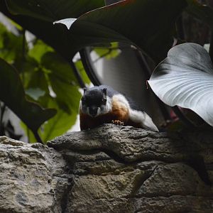 Prevost Squirrel - Jungle World 031215
