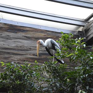 Painted Stork - Jungle World 031215