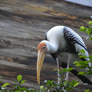 Painted Stork - Jungle World 031215