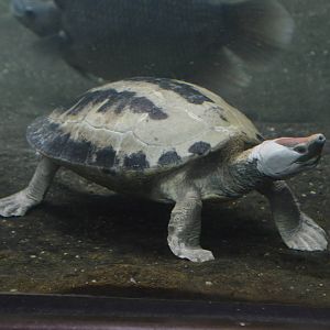 Painted Batagur 031215