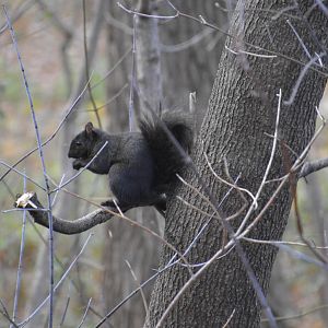 Melanistic Grey Squirrel (wild) 031215