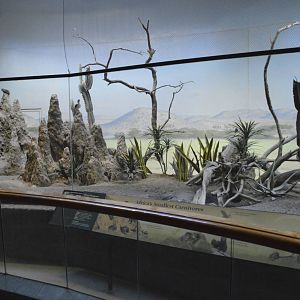 Dwarf Mongoose enclosure 031215