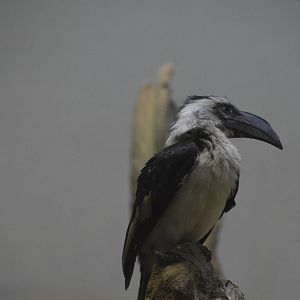 Von der Deckens Hornbill 031215