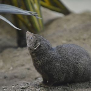 Dwarf Mongoose 031215