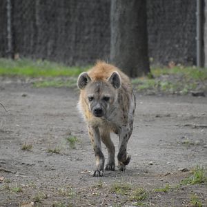 Spotted Hyena 031215