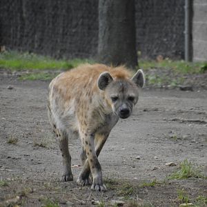 Spotted Hyena 031215