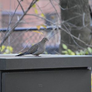 Mourning Dove (wild) 031215