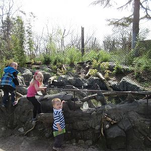 Malayan Tiger Exhibit (with 3 out of my 4 Snow Leopard cubs)