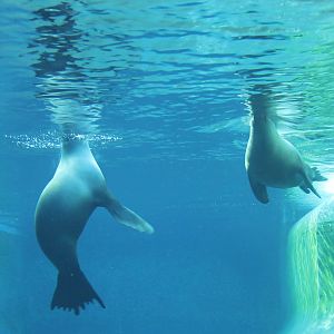 Californian sealions