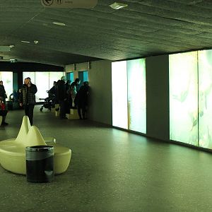 Indoor underwater-viewing Sealions