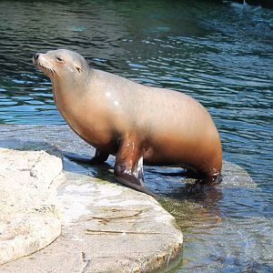 Californian sealion