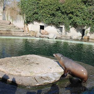 Enclosure Sealions - African penguins