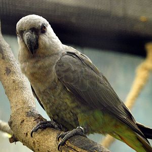 female Red-bellied Parrot (Poicephalus rufiventris)