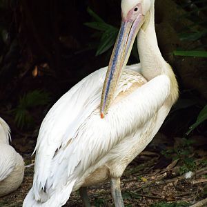 Great White Pelican