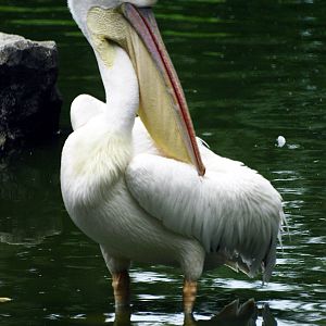 Great White Pelican