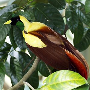 Jurong - Red Bird of Paradise