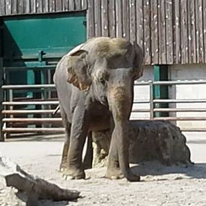 Anne in her old yard