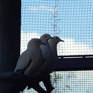 Pied Imperial Pigeons