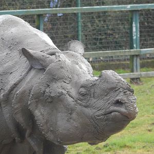 Indian Rhinoceros
