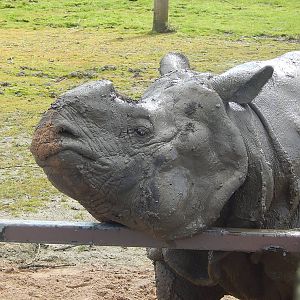 Indian Rhinoceros