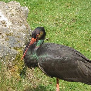 Black Stork