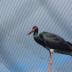 Black Stork