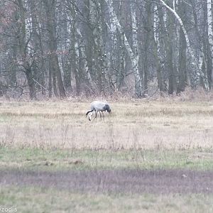 First Common Cranes of the Year - Kampinos National Park