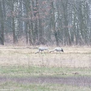 First Common Cranes of the Year - Kampinos National Park