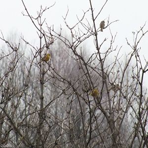 Yellowhammers - Kampinos National Park