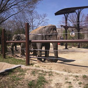 Asia Trail - Asian Elephant - Shanti