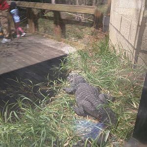 Reptile Discovery Center - Chinese Alligator