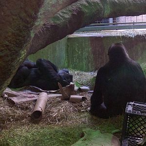 Great Ape House - Western Lowland Gorilla