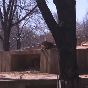 Great Cats on Lion and Tiger Hill - African Lion - Luke