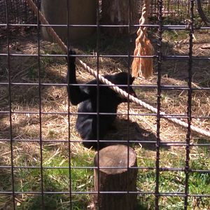 Gibbon Ridge - White Cheeked Gibbon - Sydney