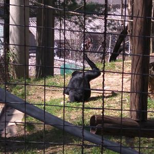 Gibbon Ridge - Siamang
