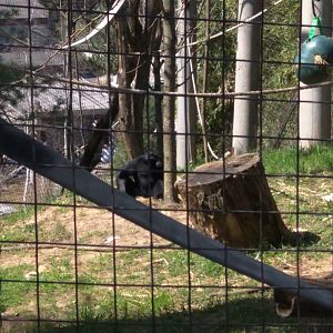 Gibbon Ridge - Siamang