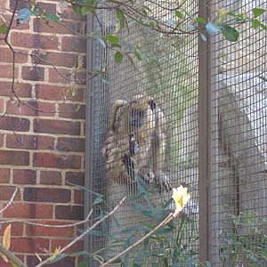 Small Mammal House - Black Howler Monkey