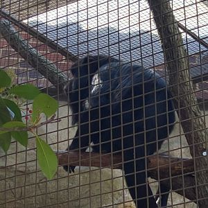 Small Mammal House - Black Howler Monkey