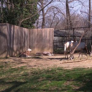 Cheetah Conservation Station - Scimitar Horned Oryx - Dama Gazelle
