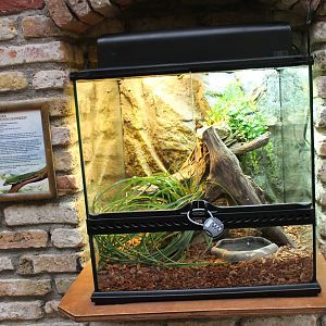 Peacock-eyed day gecko enclosure