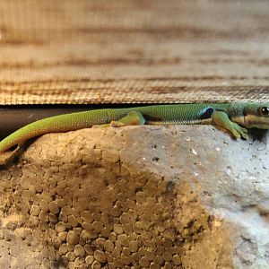 Peacock-eyed day gecko
