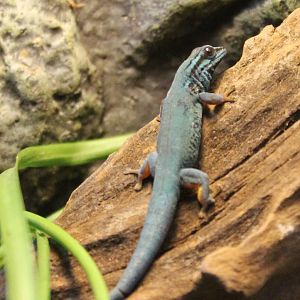 William's electric blue gecko male
