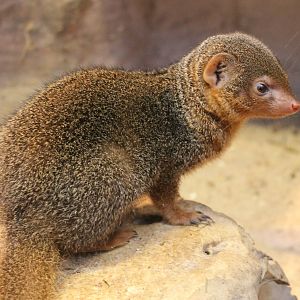 Dwarf mongoose