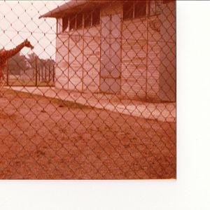 Giraffe House and Enclosure - 1970s-80s
