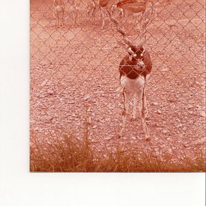 Blackbuck - Marwell 1970s/80s