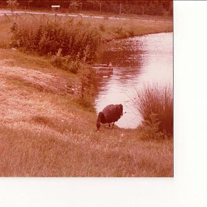 Black Swan Pond (with actual an actual Black Swan!) - Marwell 1970s/80s